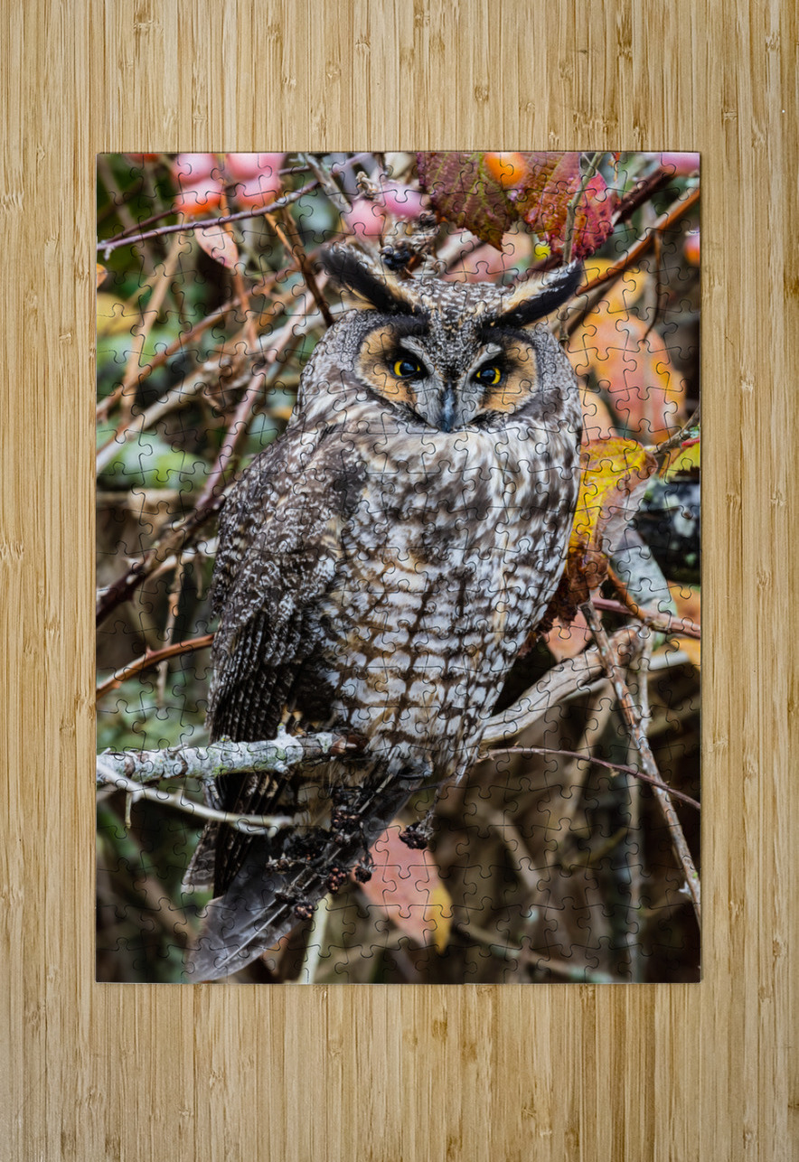 Long-eared Owl Randy Tremblay Photography Puzzle printing