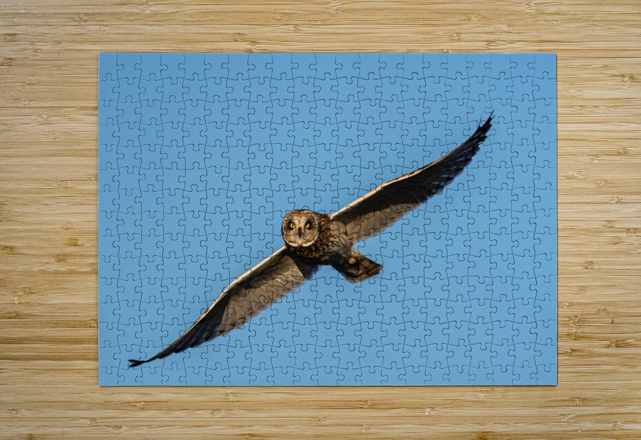 Short-eared Owl Randy Tremblay Photography Puzzle printing