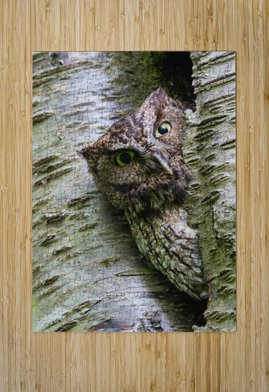 Western Screech Owl Randy Tremblay Photography Puzzle printing
