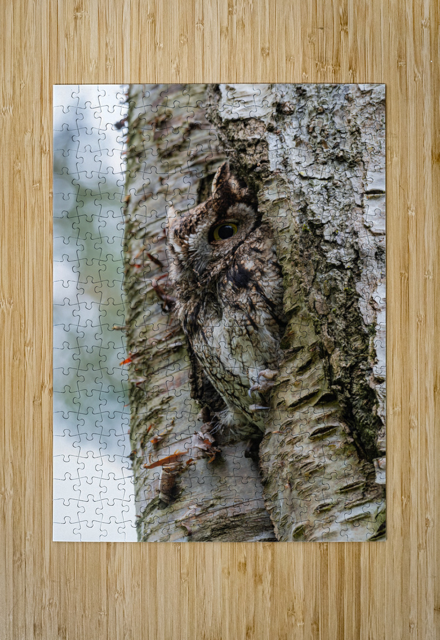 Western Screech Owl Randy Tremblay Photography Puzzle printing
