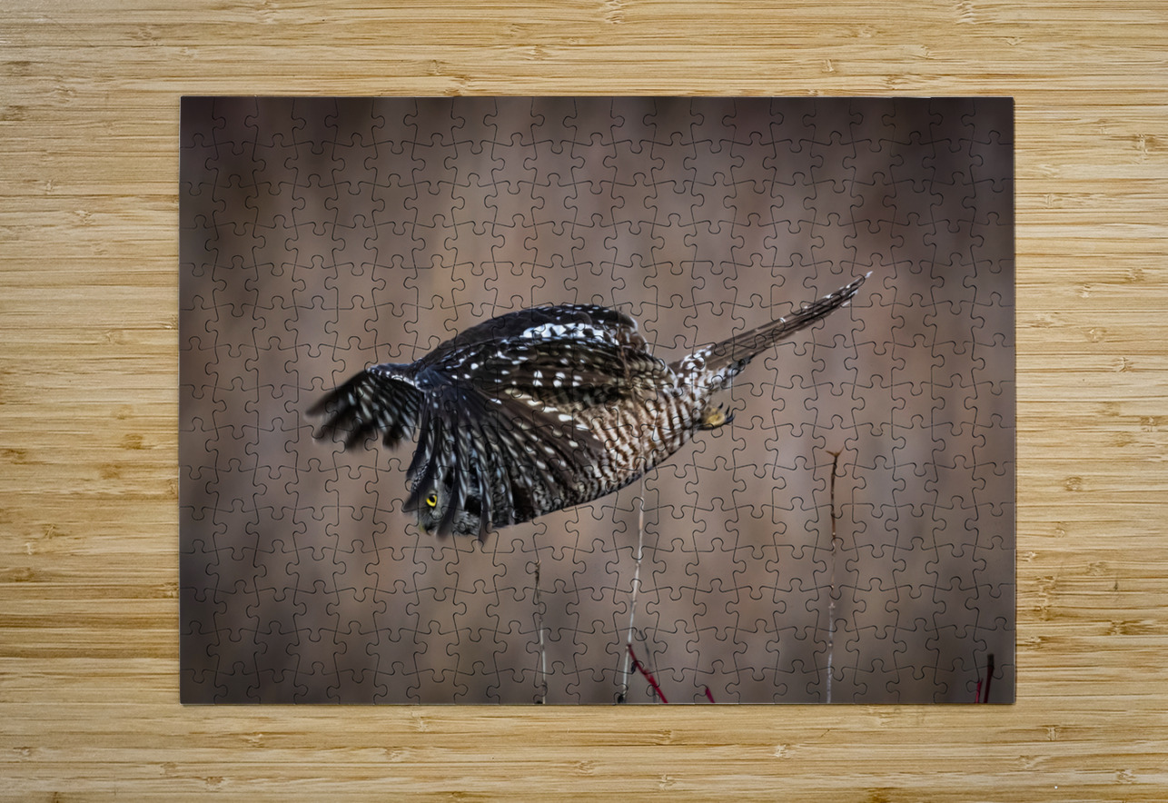 Northern Hawk Owl Randy Tremblay Photography Puzzle printing