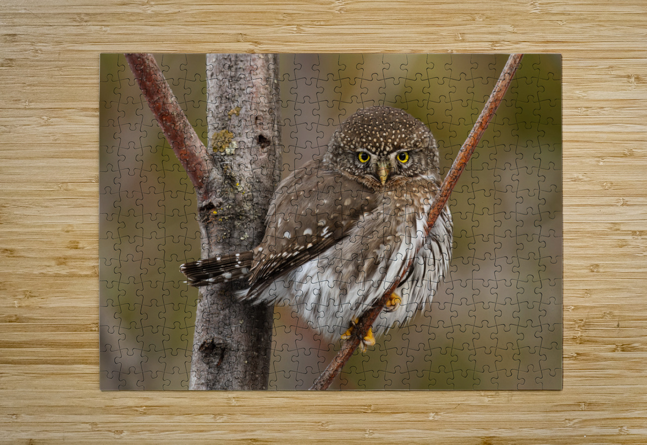 Northern Pygmy Owl Randy Tremblay Photography Puzzle printing