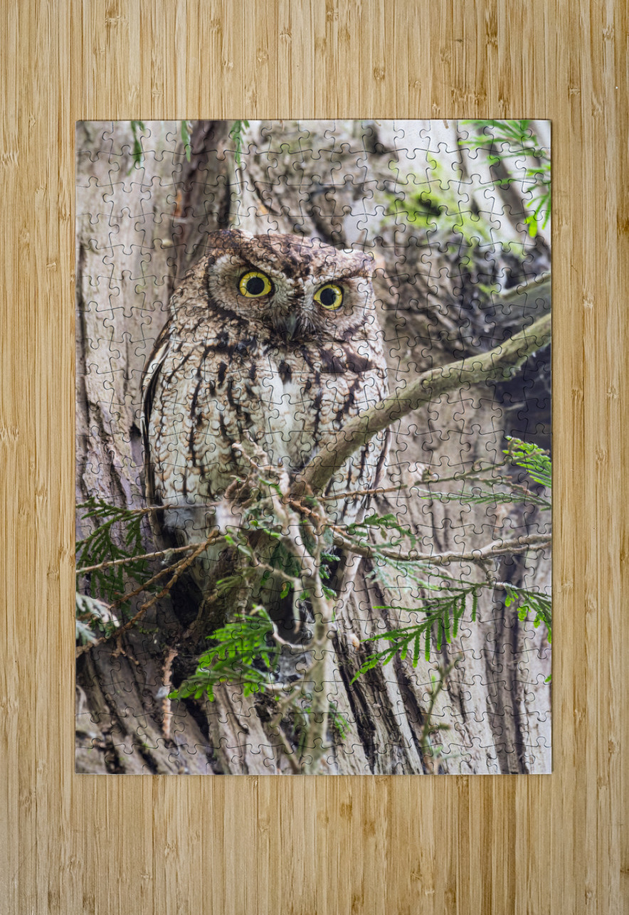 Western Screech Owl Randy Tremblay Photography Puzzle printing