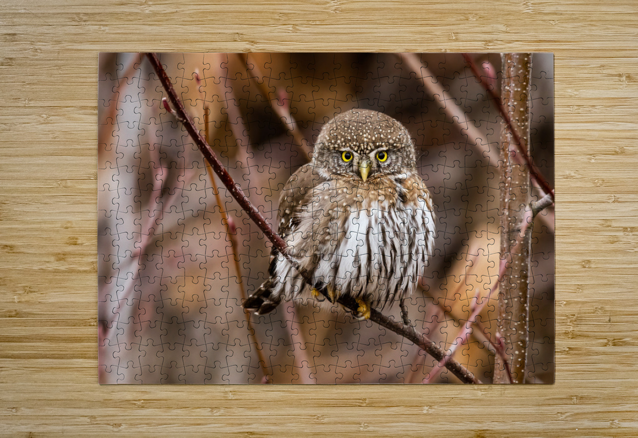 Northern Pygmy Owl Randy Tremblay Photography Puzzle printing