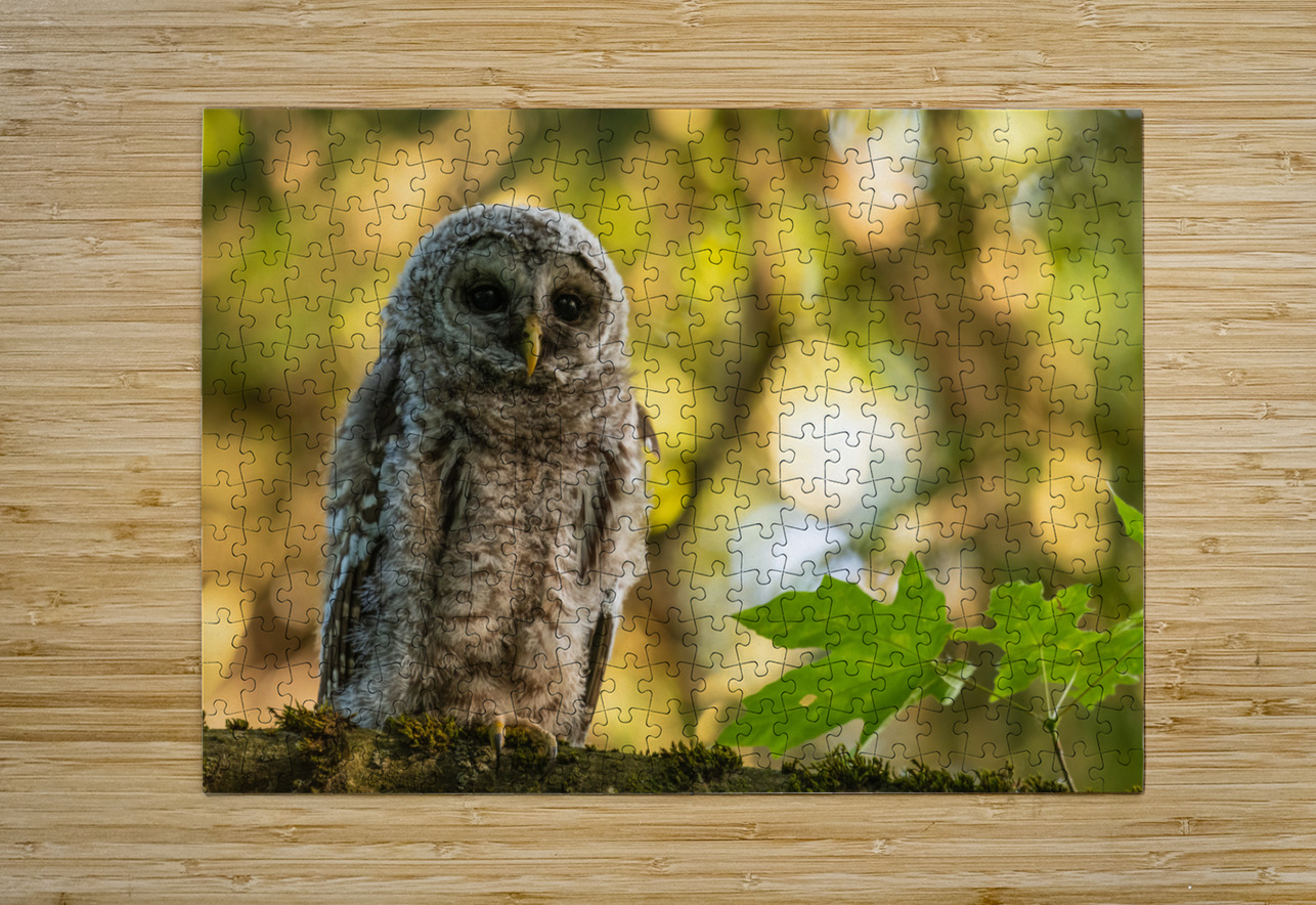 Barred Owl Randy Tremblay Photography Puzzle printing
