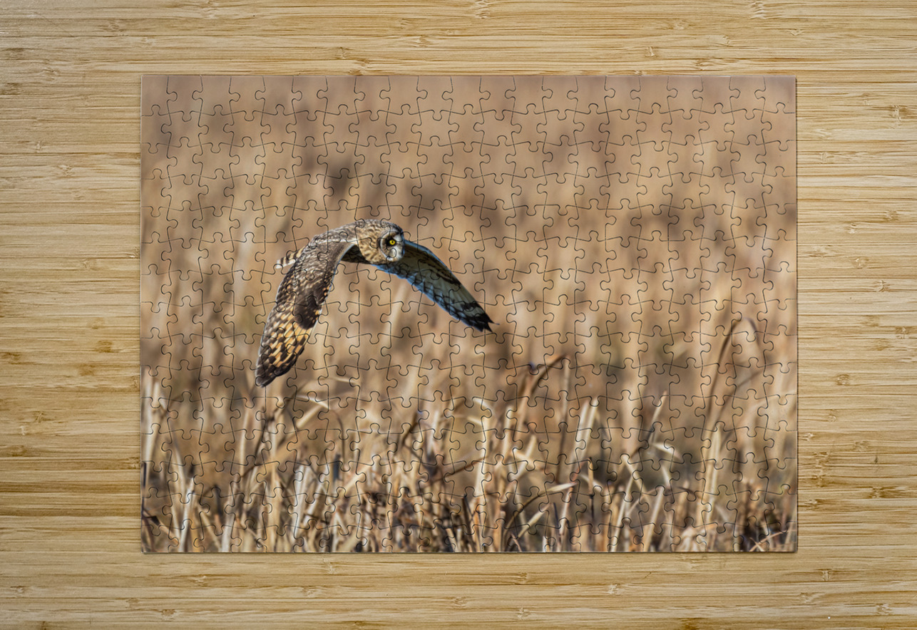 Short-eared Owl Randy Tremblay Photography Puzzle printing