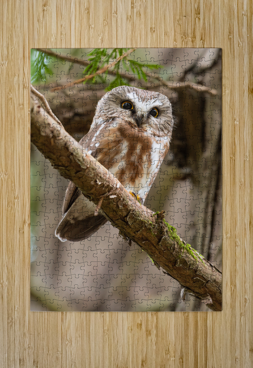 Northern Saw-Whet Owl Randy Tremblay Photography Puzzle printing