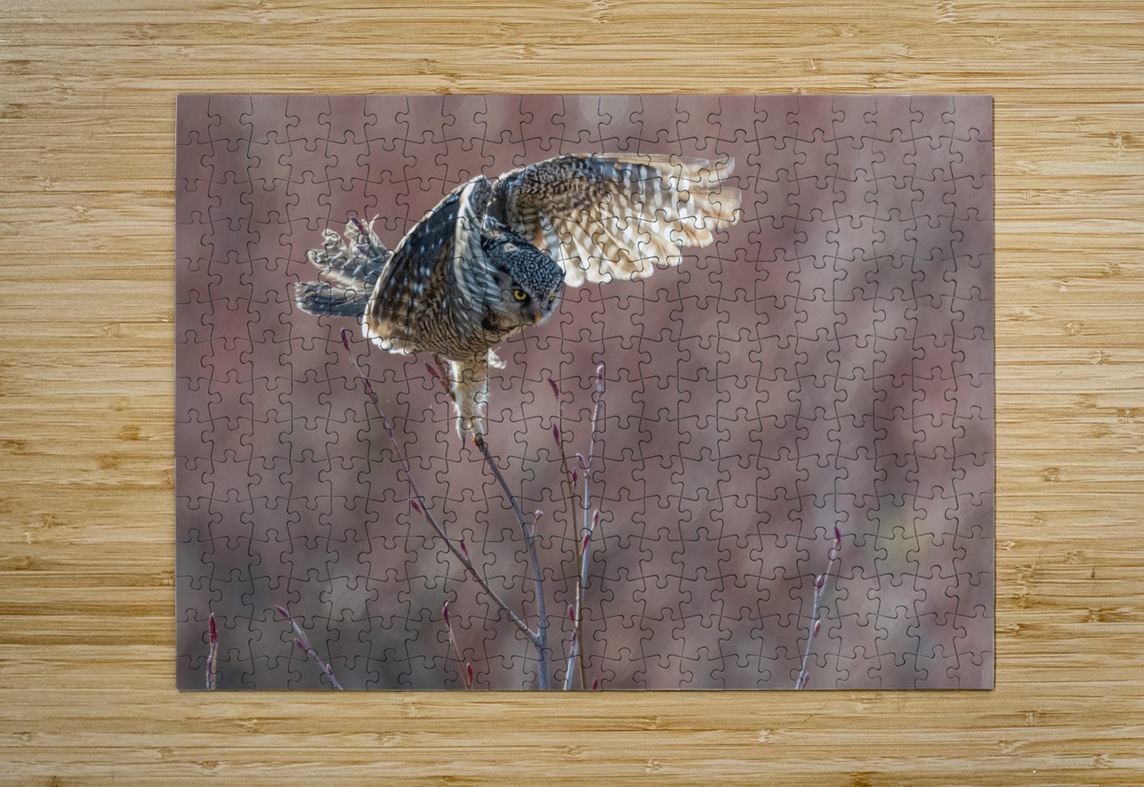 Northern Hawk Owl Randy Tremblay Photography Puzzle printing
