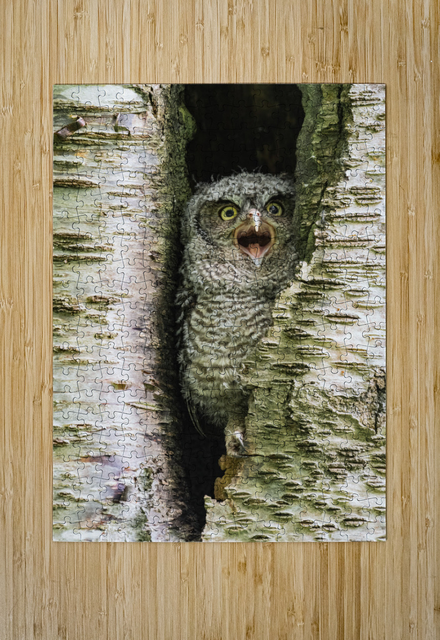 Western Screech Owlet Randy Tremblay Photography Puzzle printing