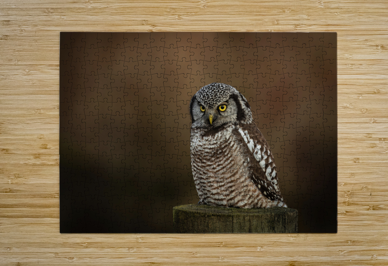 Northern Hawk Owl Randy Tremblay Photography Puzzle printing