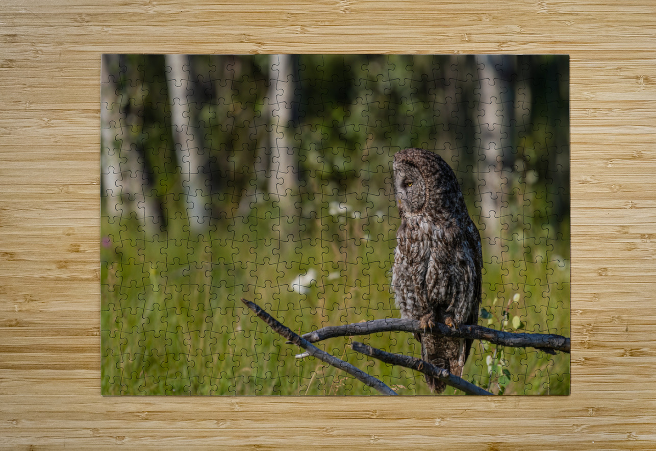 Great Gray Owl Randy Tremblay Photography Puzzle printing