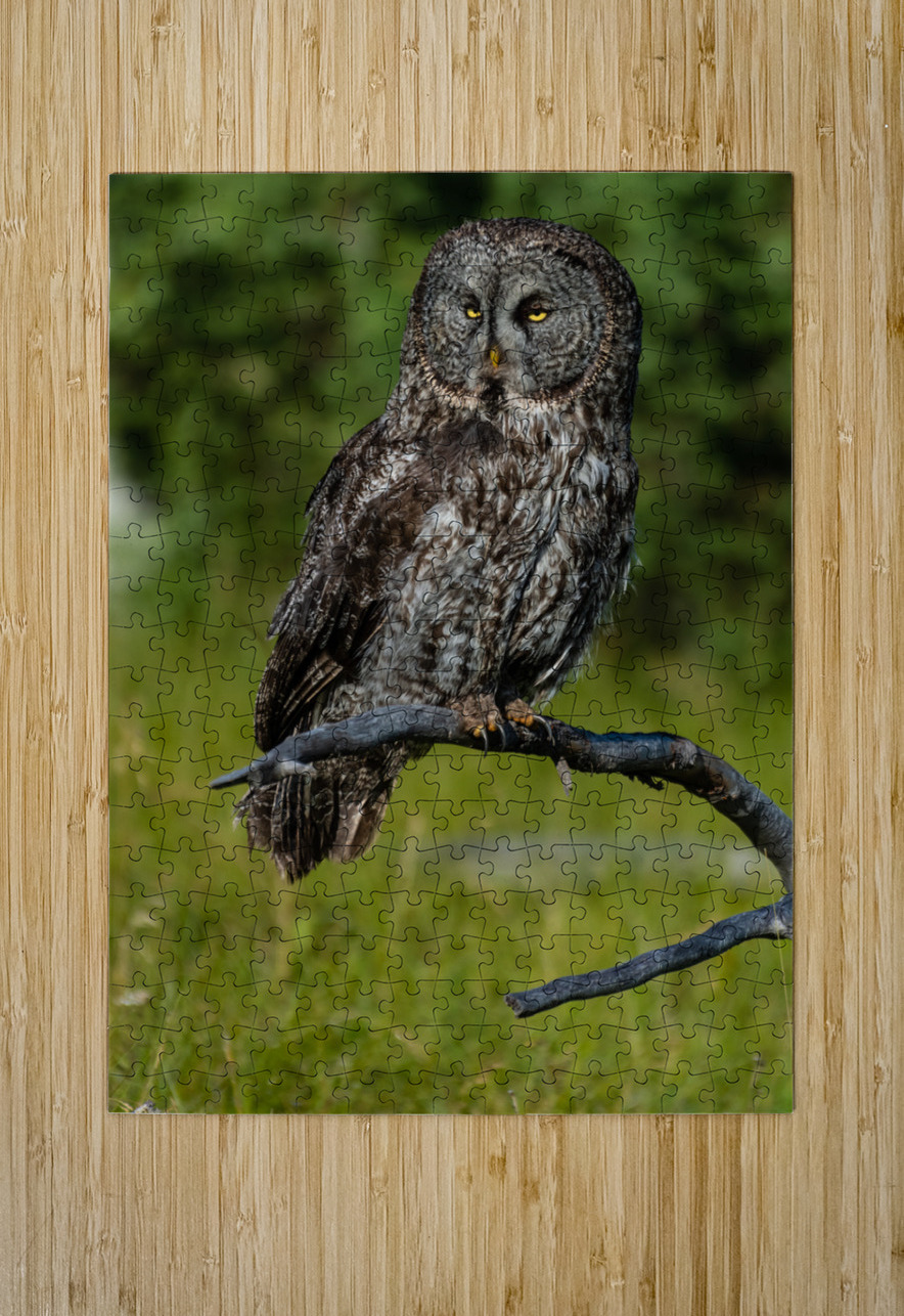 Great Gray Owl Randy Tremblay Photography Puzzle printing