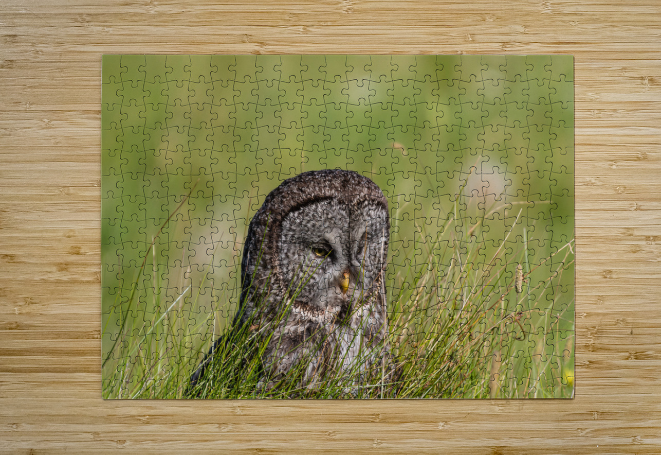Great Gray Owl Randy Tremblay Photography Puzzle printing
