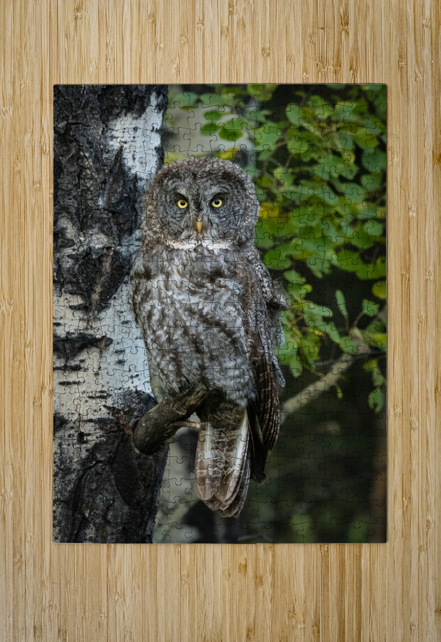 Great Gray Owl Randy Tremblay Photography Puzzle printing