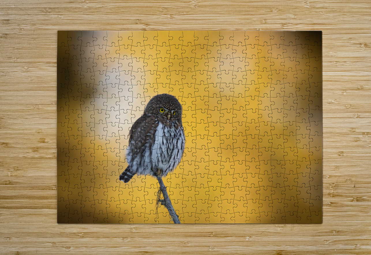 Northern Pygmy Owl Randy Tremblay Photography Puzzle printing