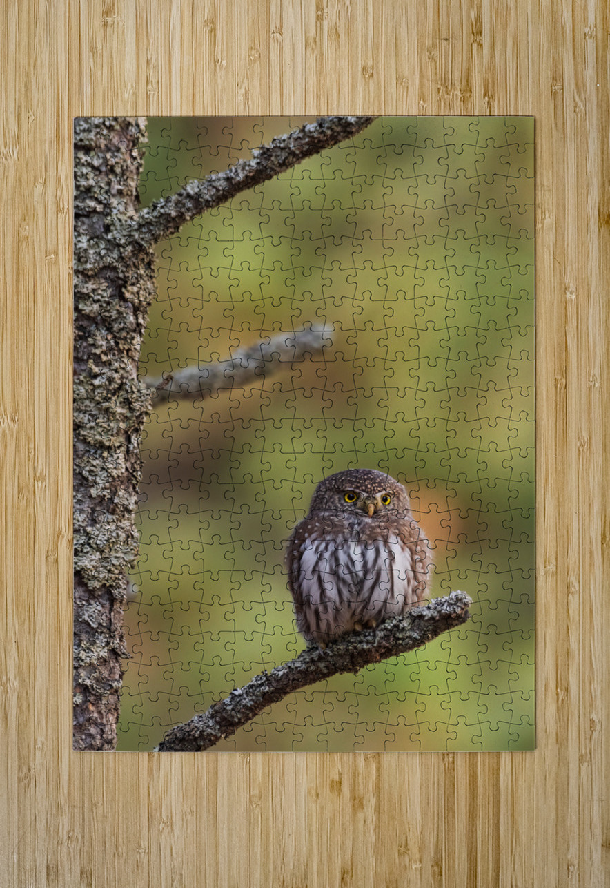 Northern Pygmy Owl Randy Tremblay Photography Puzzle printing