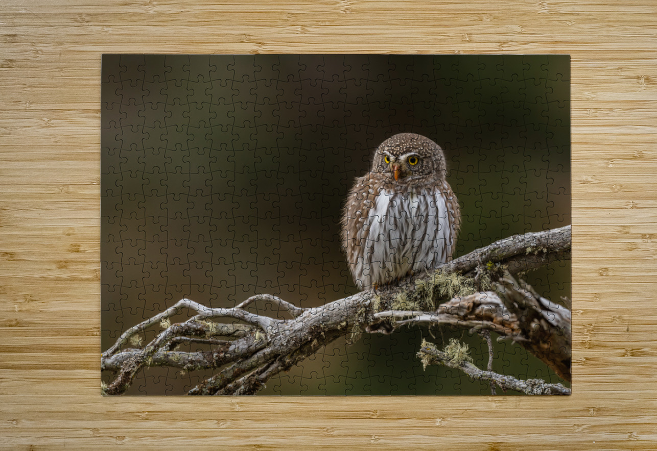 Northern Pygmy Owl Randy Tremblay Photography Puzzle printing