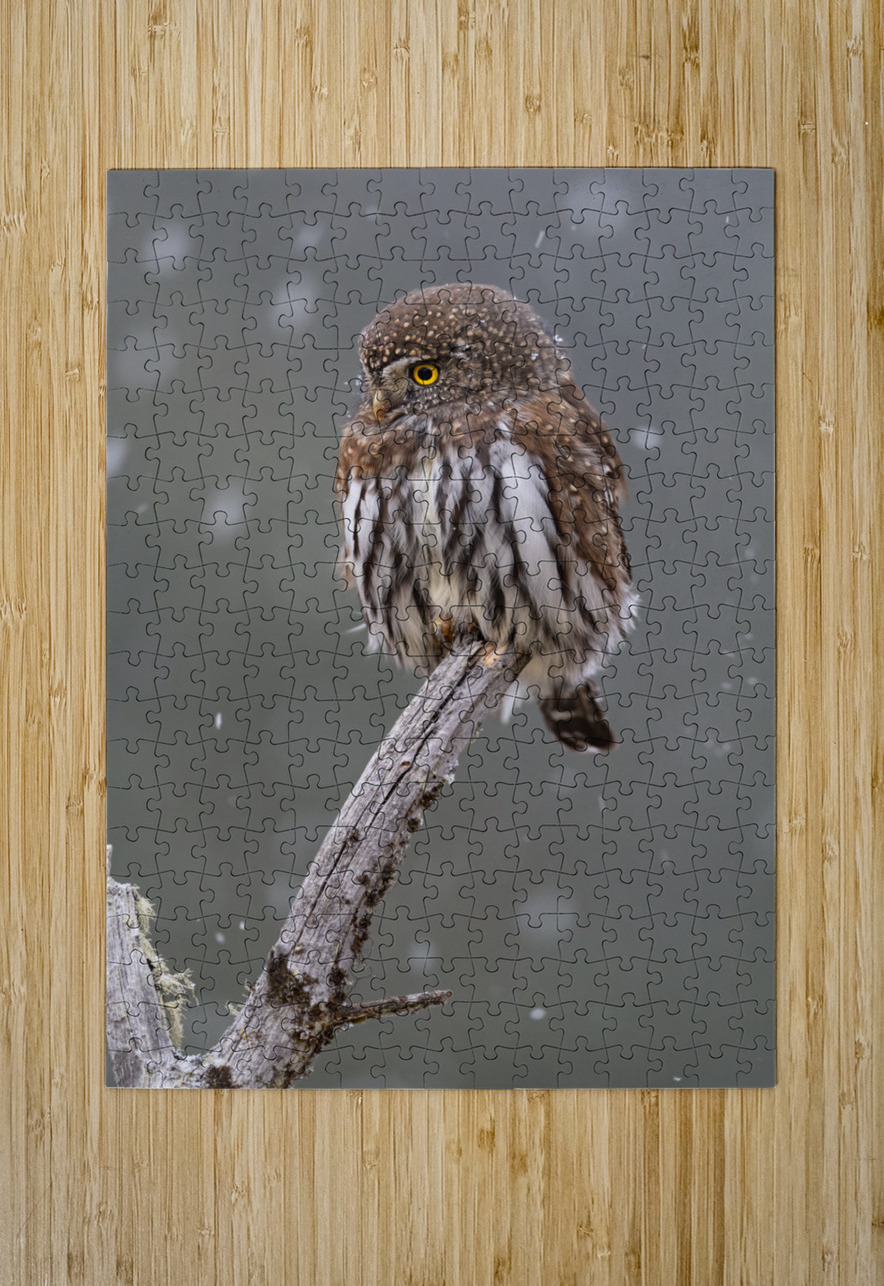 Northern Pygmy Owl Randy Tremblay Photography Puzzle printing