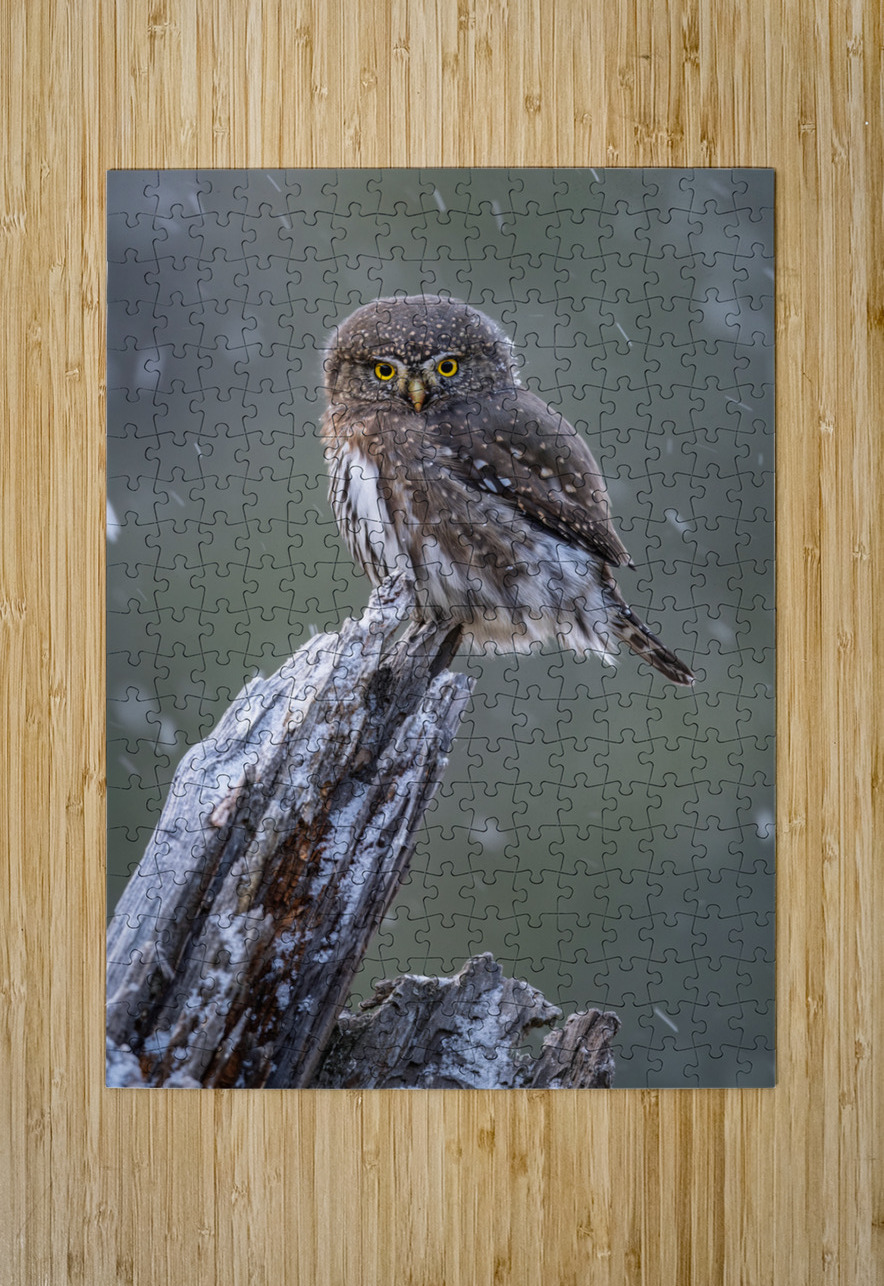 Northern Pygmy Owl Randy Tremblay Photography Puzzle printing