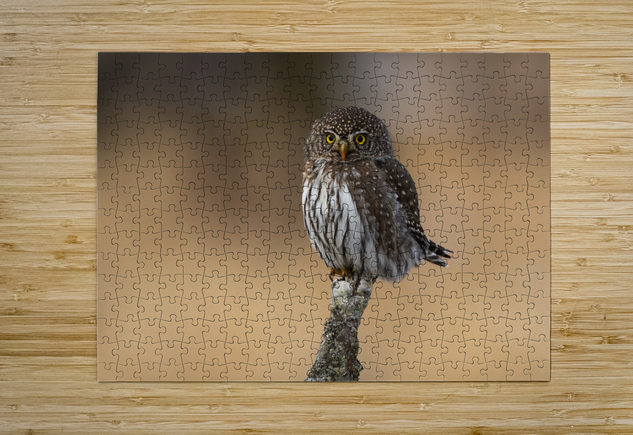 Northern Pygmy Owl Randy Tremblay Photography Puzzle printing