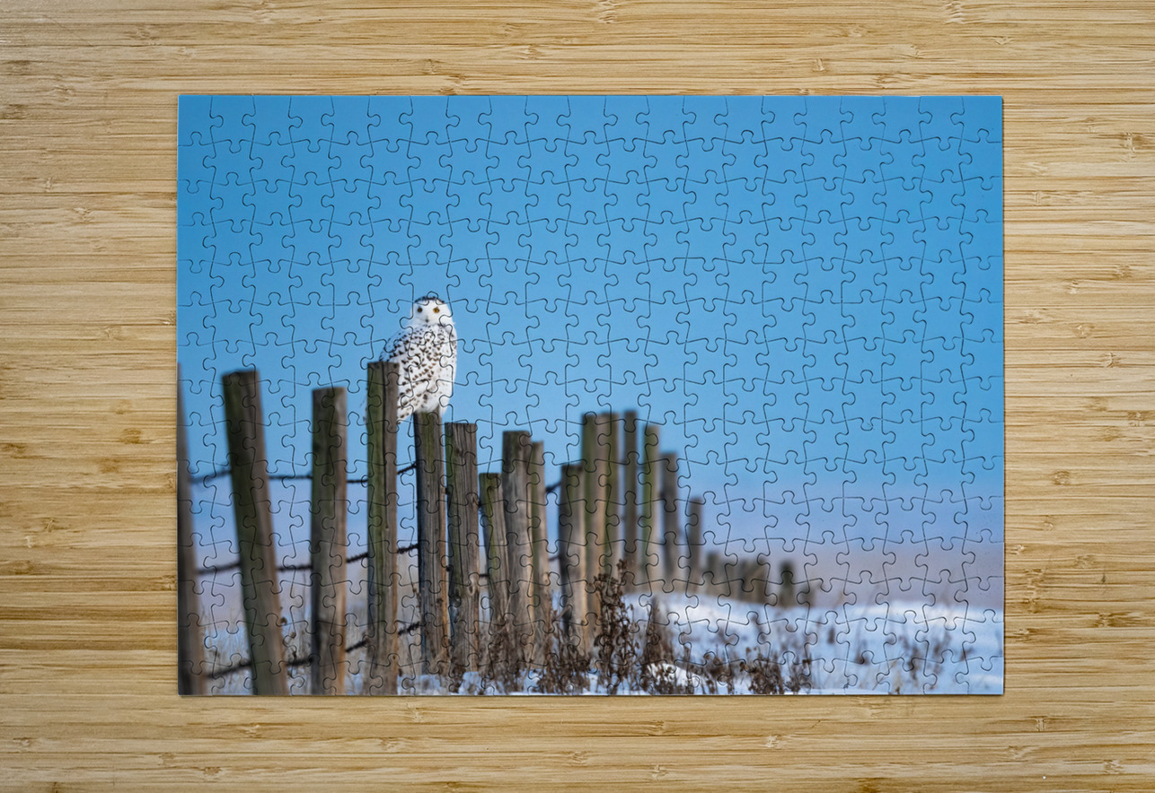 Snowy Owl Randy Tremblay Photography Puzzle printing