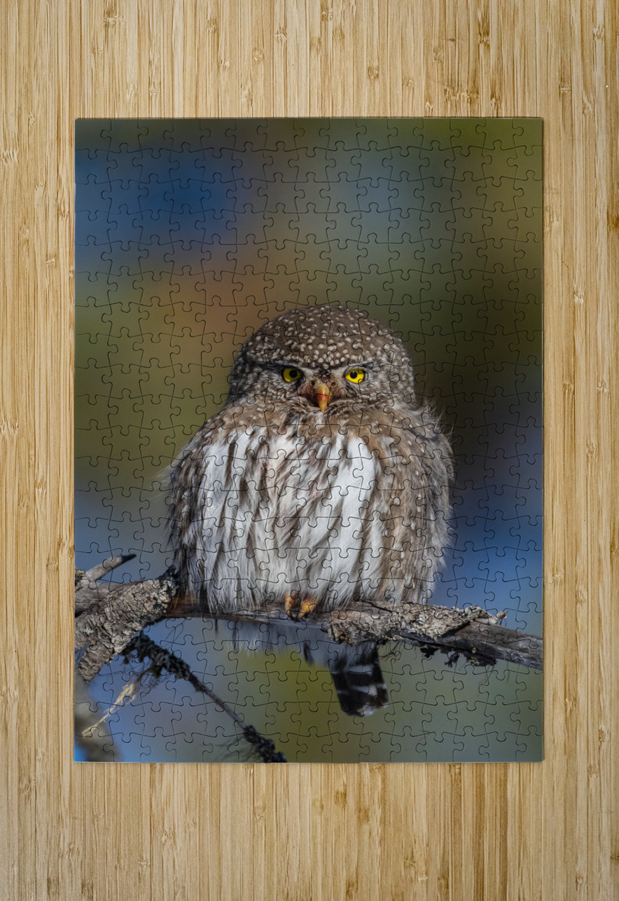 Northern Pygmy Owl Randy Tremblay Photography Puzzle printing