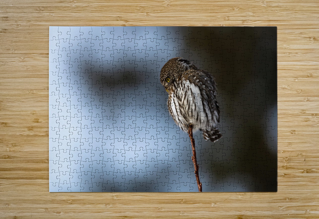 Northern Pygmy Owl Randy Tremblay Photography Puzzle printing