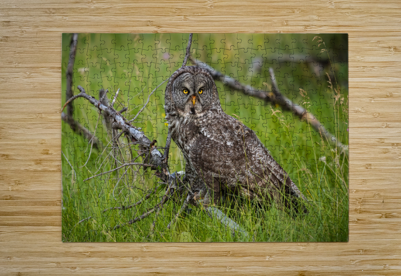 Great Gray Owl Randy Tremblay Photography Puzzle printing