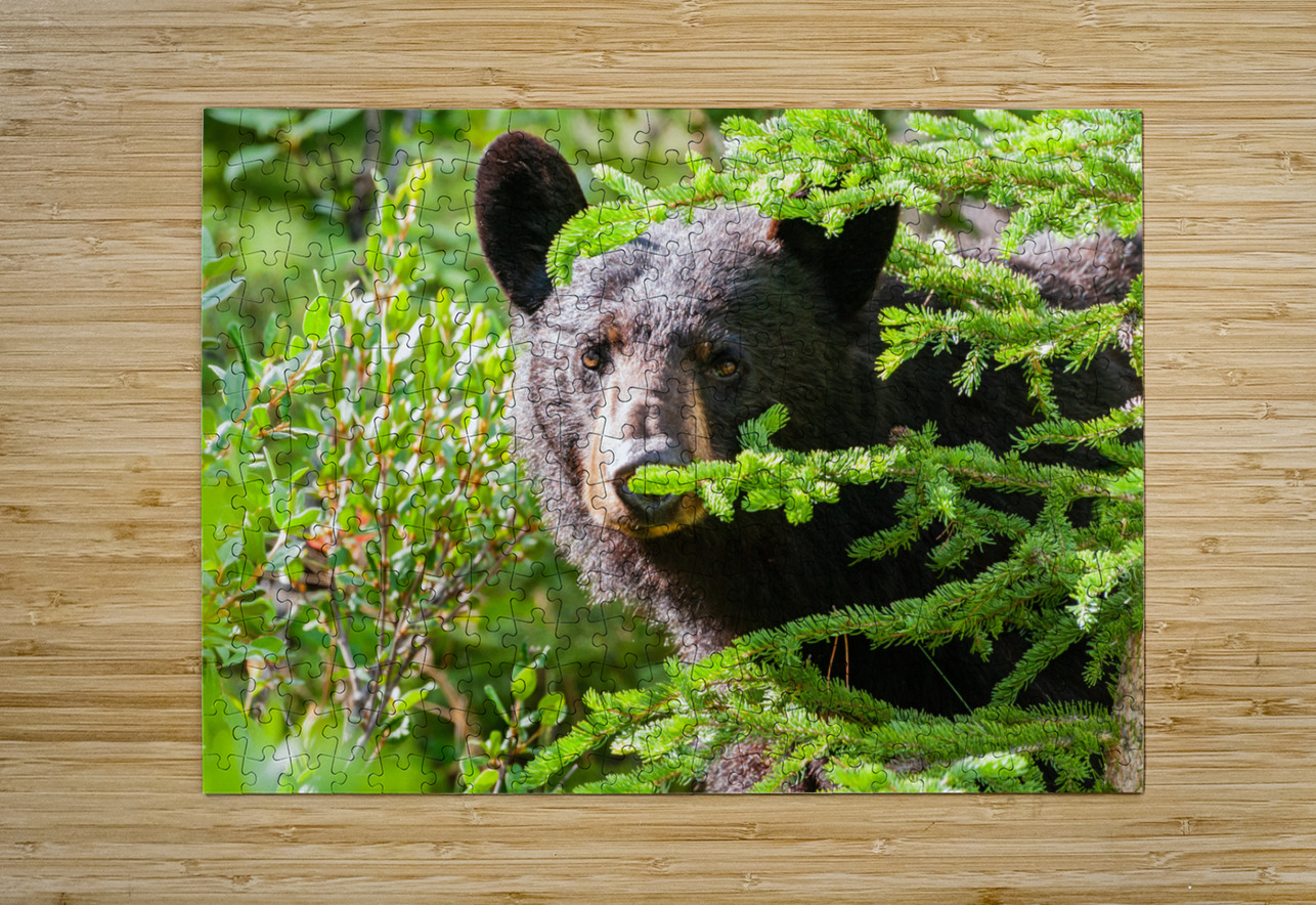 Black Bear Randy Tremblay Photography Puzzle printing