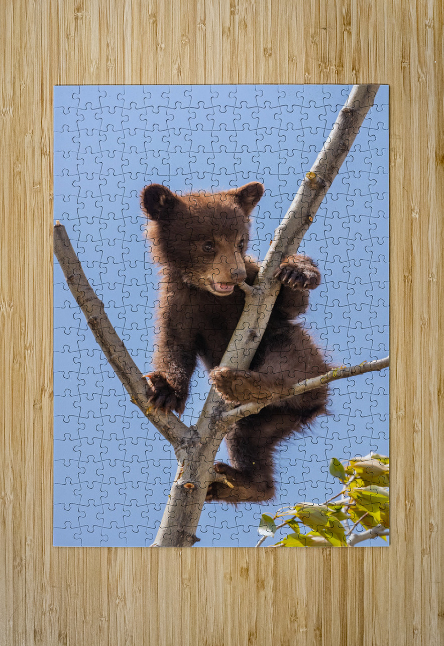 Black Bear Cub Randy Tremblay Photography Puzzle printing
