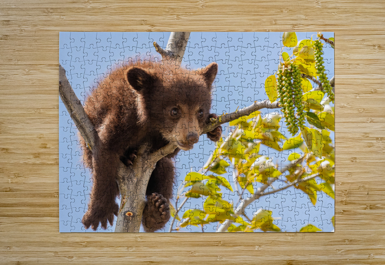 Black Bear Cub Randy Tremblay Photography Puzzle printing