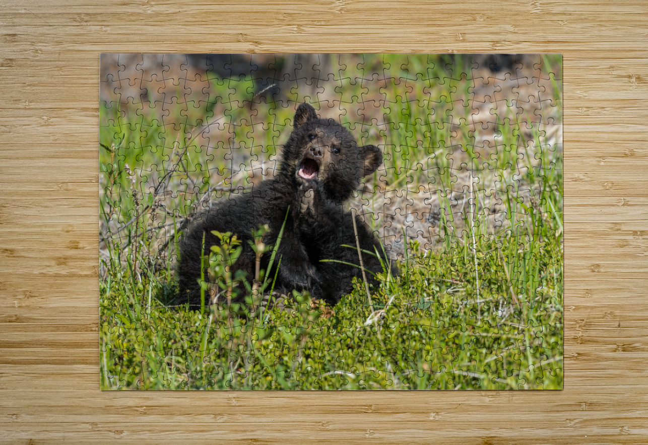 Black Bear Cubs Randy Tremblay Photography Puzzle printing