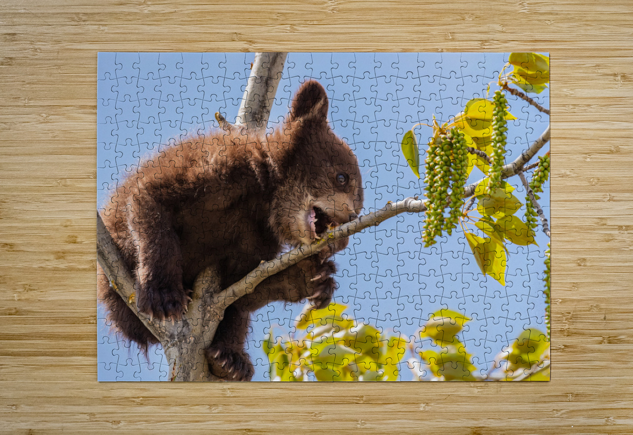 Black Bear Cub Randy Tremblay Photography Puzzle printing