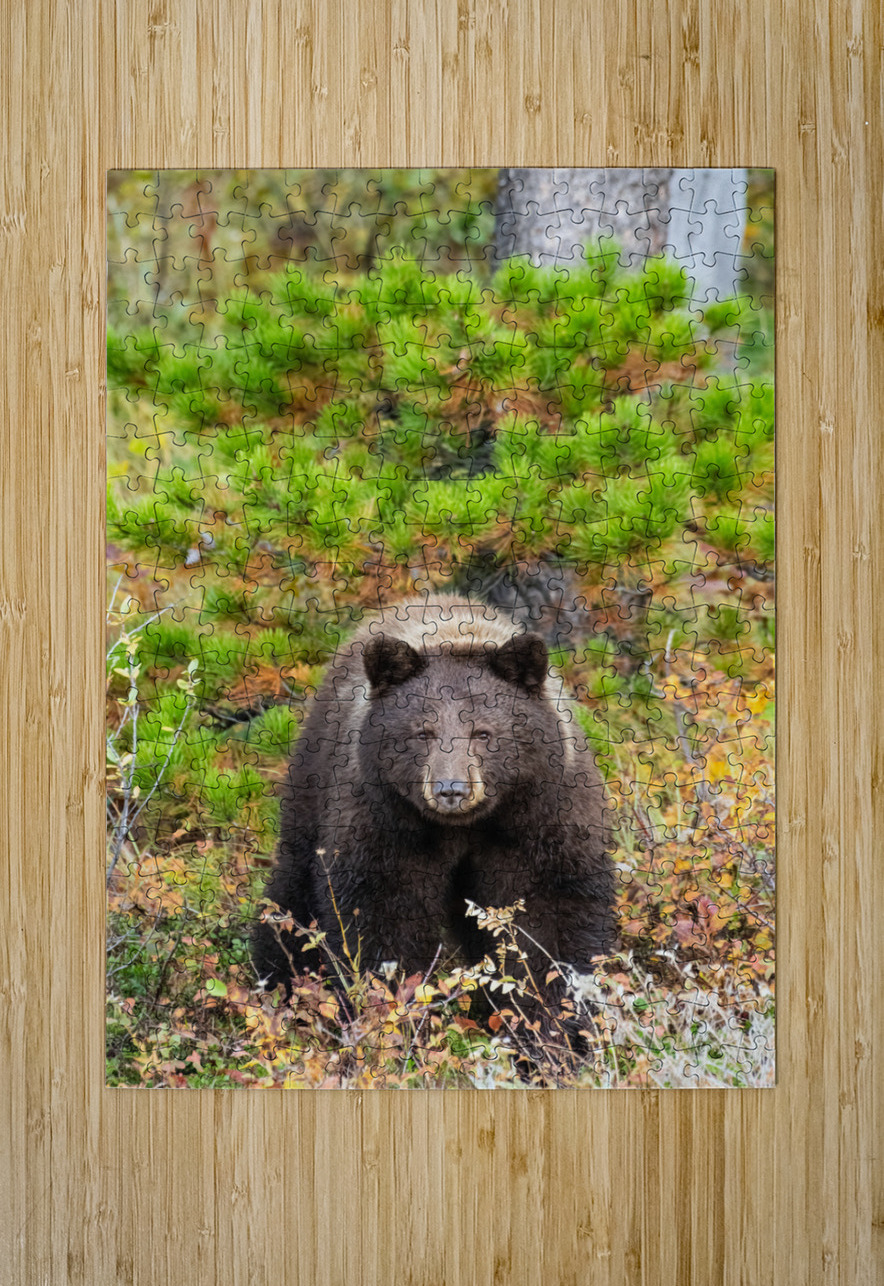 Black Bear Randy Tremblay Photography Puzzle printing