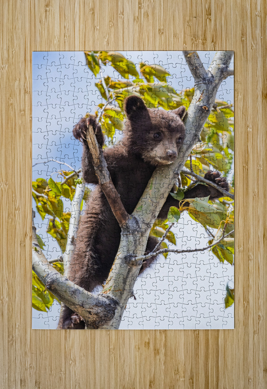 Black Bear Cub Randy Tremblay Photography Puzzle printing