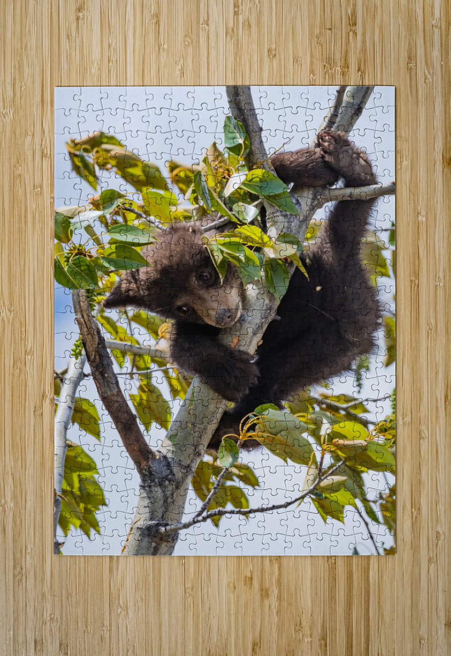 Black Bear Cub Randy Tremblay Photography Puzzle printing