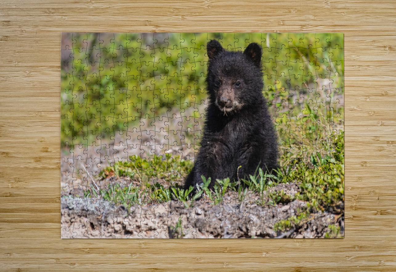 Black Bear Cub Randy Tremblay Photography Puzzle printing