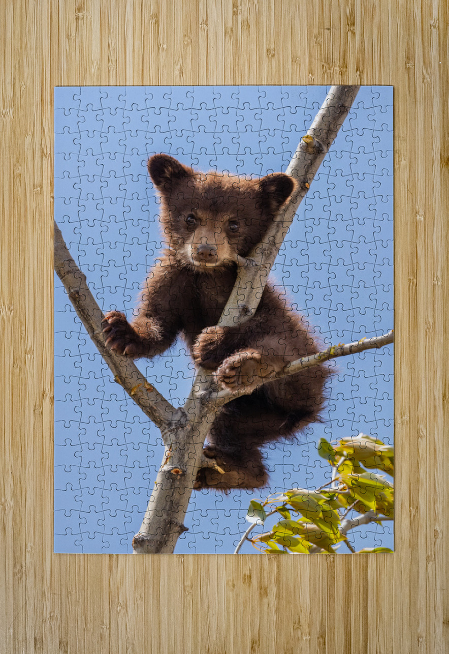 Black Bear Cub Randy Tremblay Photography Puzzle printing