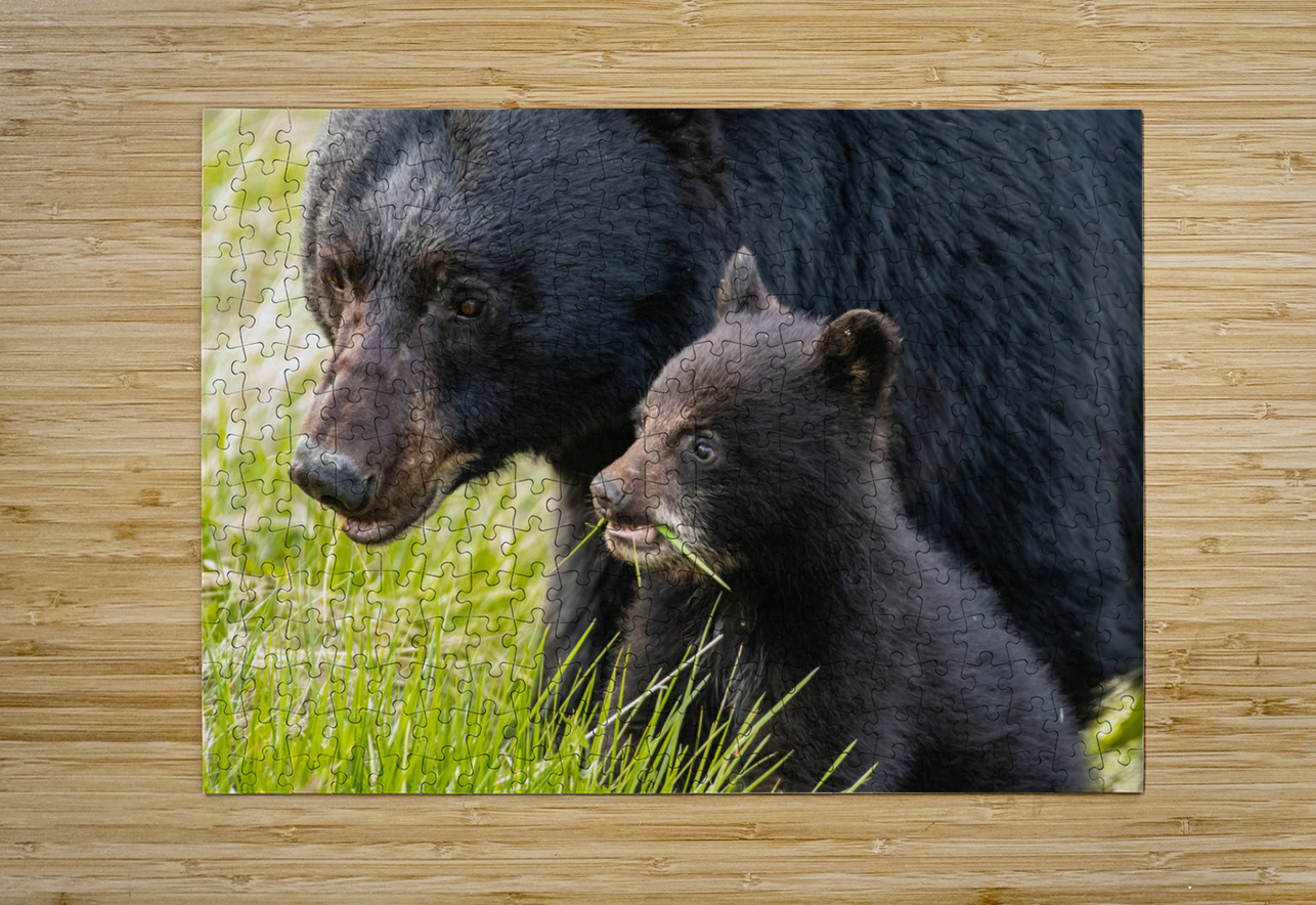Black Bear Sow with Cub Randy Tremblay Photography Puzzle printing