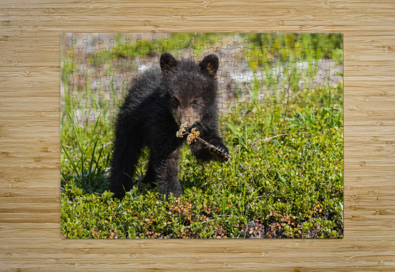 Black Bear Cub Randy Tremblay Photography Puzzle printing