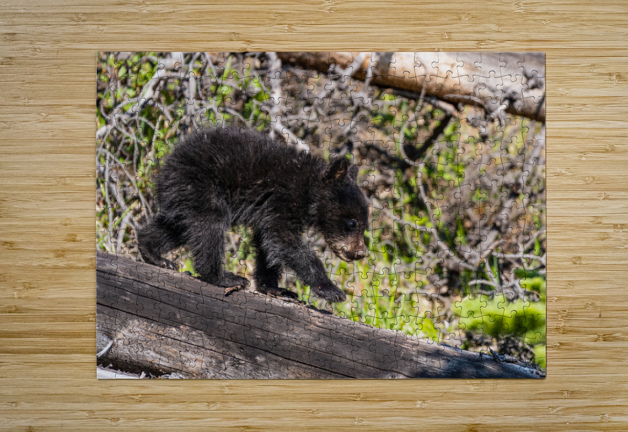 Black Bear Cub Randy Tremblay Photography Puzzle printing