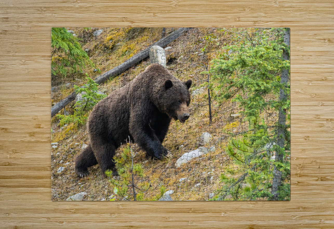 Grizzly Boar Randy Tremblay Photography Puzzle printing