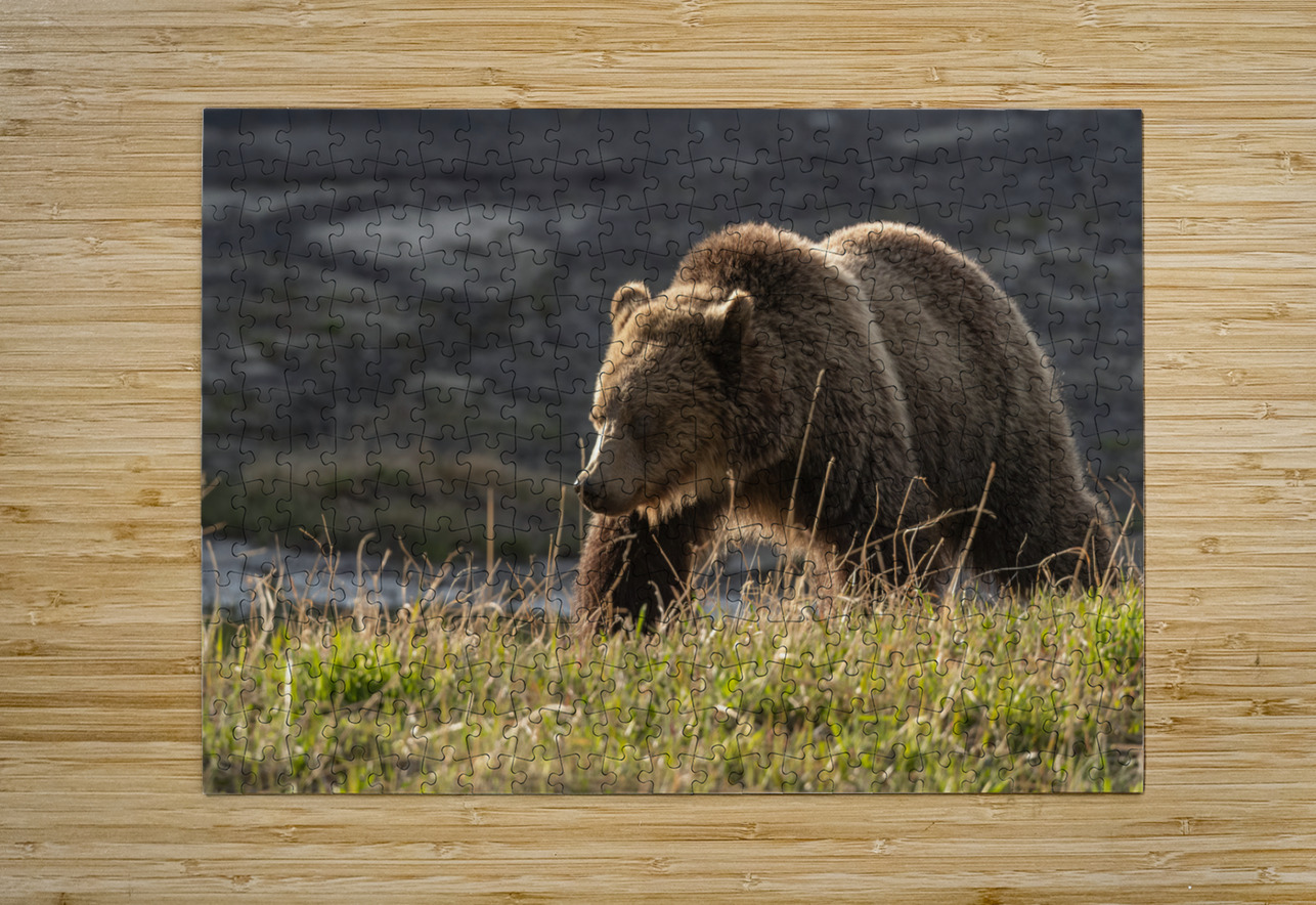 Grizzly Sow Randy Tremblay Photography Puzzle printing