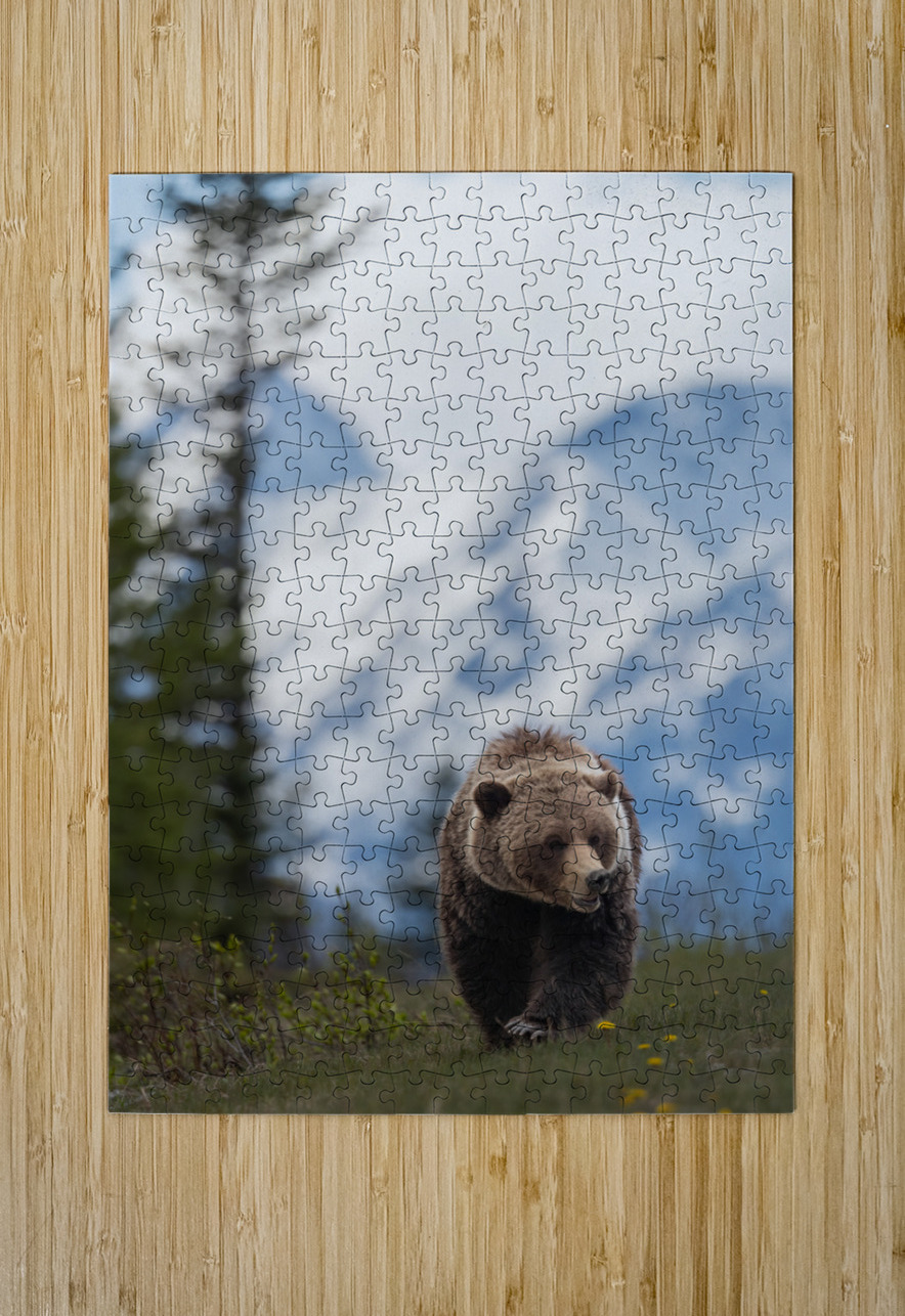 Grizzly Boar Randy Tremblay Photography Puzzle printing