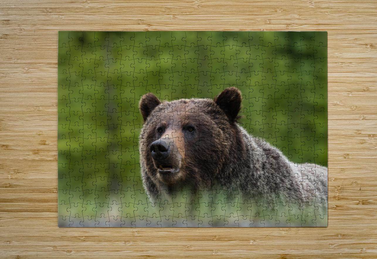 Grizzly Boar Randy Tremblay Photography Puzzle printing