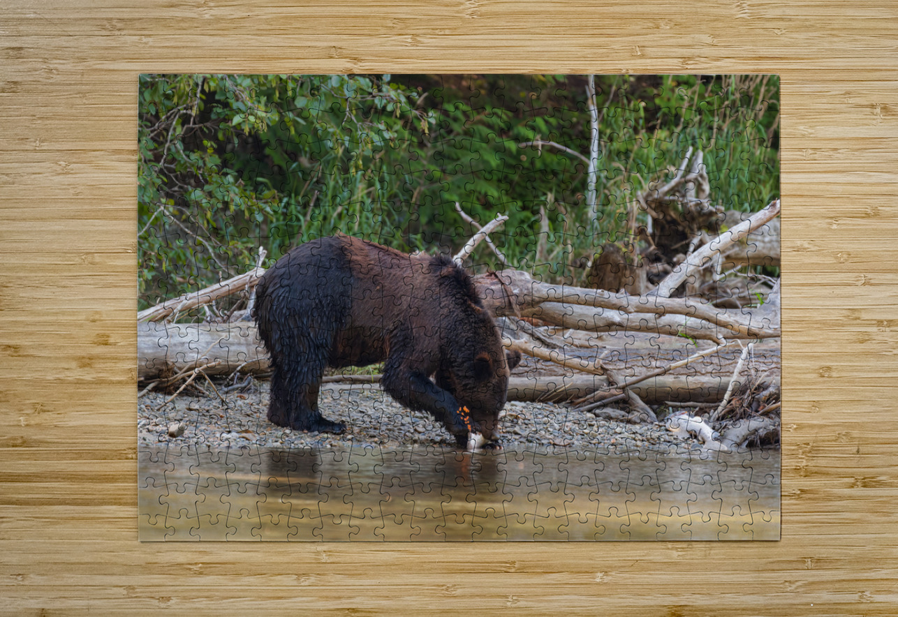 Grizzly Sow Randy Tremblay Photography Puzzle printing