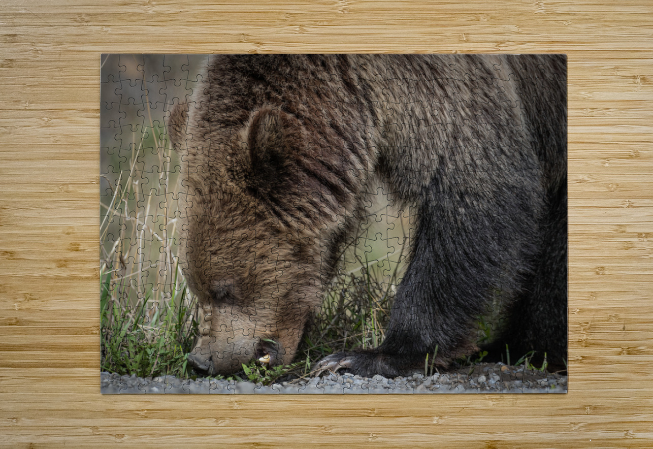 Grizzly Boar Randy Tremblay Photography Puzzle printing