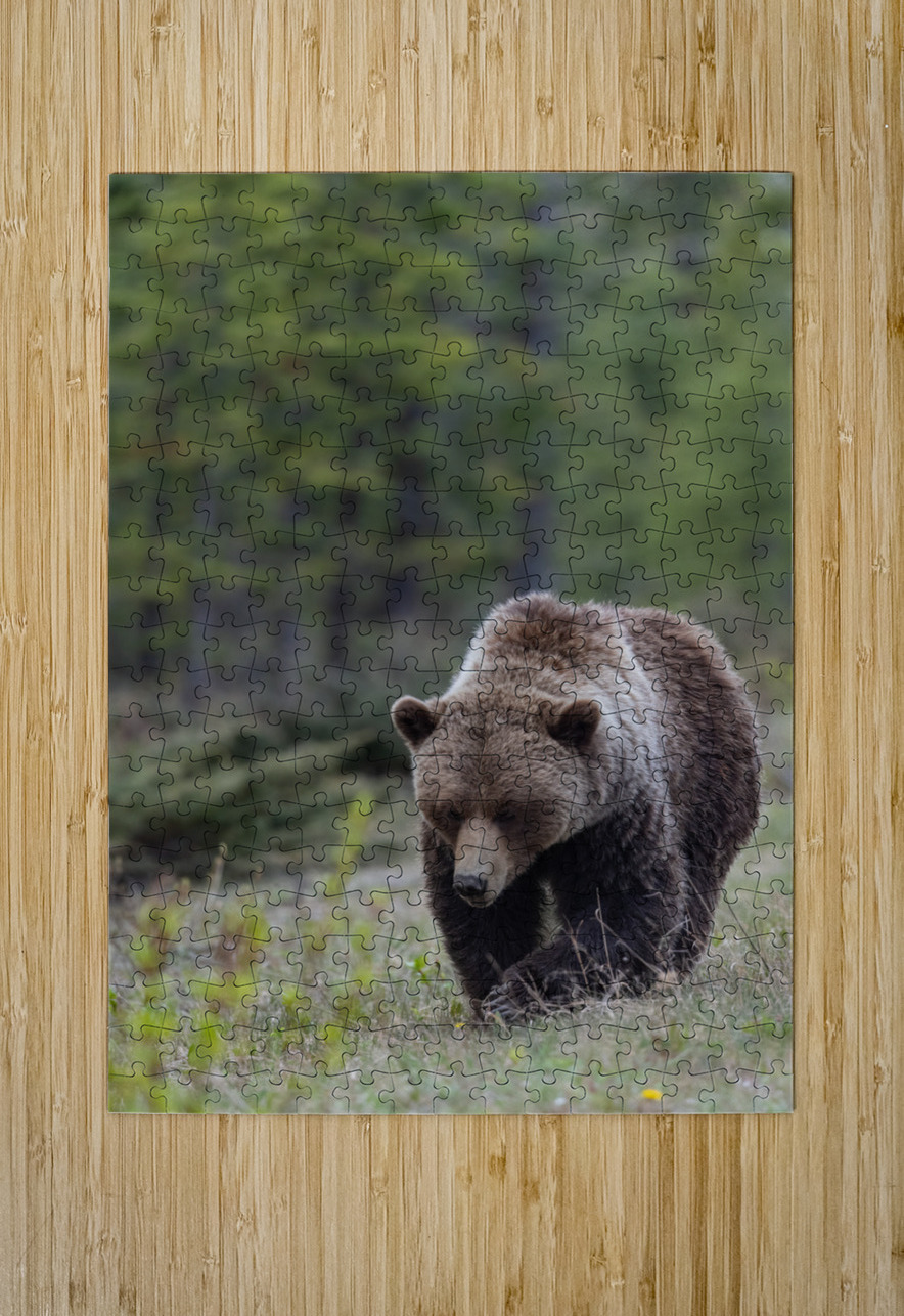 Grizzly Boar Randy Tremblay Photography Puzzle printing
