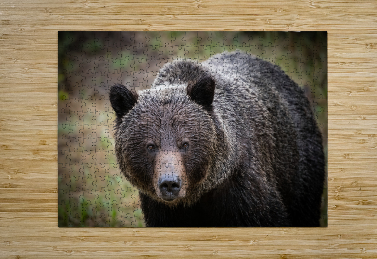 Grizzly Boar Randy Tremblay Photography Puzzle printing