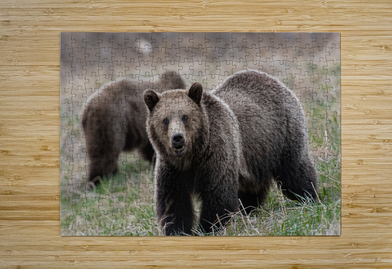 Grizzly Siblings Randy Tremblay Photography Puzzle printing